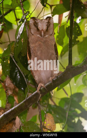 Sri Lanka Bay Owl, o Ceylon Bay Owl, Phodilus badius assimilis, endemico i Ghati Occidentali, a riposo in Salim Ali il santuario degli uccelli,Thattekad,Kerala, India Foto Stock