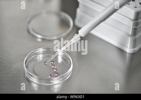 Processo di fecondazione in vitro in laboratorio Foto Stock