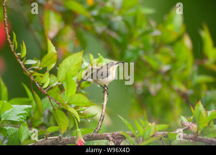 Femmina del Loten Sunbird, Nectarinia lotenia o Cinnyris lotenius, stagione dei monsoni, Salim Ali il santuario degli uccelli, i Ghati Occidentali, Kerala, India Foto Stock