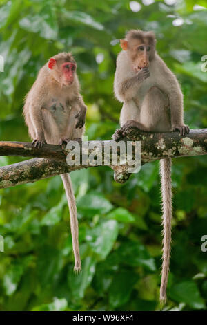 Due cofano macaco Macaca radiata, endemica in India del sud in semi-foresta pluviale sempreverde durante il monsone, i Ghati Occidentali, Kerala, India Foto Stock