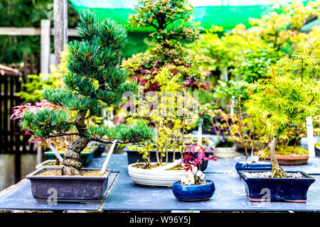 Una selezione di alberi di bonsai in vendita presso il giardino giapponese in St Mawgan, Cornwall, Regno Unito Foto Stock