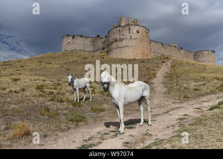 Cavalli nella parte anteriore del quattrocentesco castello medievale durante la celebrazione.il villaggio di Berlanga De Duero, a nord di Spagna celebra un mercato medievale che mira a recuperare la tradizione commerciale, festival culturale di raccolta, di diventare popolare e coesistere tra tutti i paesi vicini e visitatori. Foto Stock