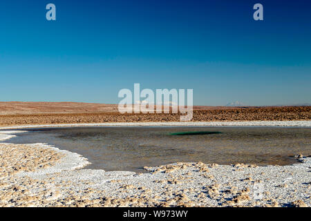 Lagunas Escondidas (HIDDEN GEMS) di Baltinache uno degli spot segreto del deserto di Atacama, lagune turchesi circondato da uno spesso strato di sale Foto Stock