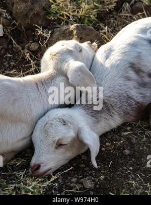 Capre in Etiopia nei pressi di cascate del Nilo Azzurro, Tis-Isat cade nella regione di amara dell Etiopia, dell Africa orientale Foto Stock