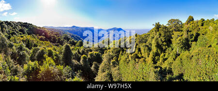 Lussureggiante evergreen tree tops e tettoia in Dorrigo parco nazionale dell antico continente Gondwana rainforest illuminata dal sole luminoso sotto il cielo azzurro in Australia. Foto Stock