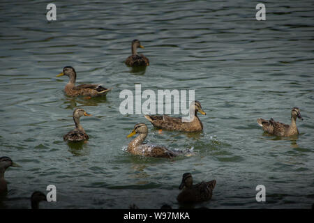 Gruppo di anatre nuotare intorno. Un anatra è schizzi in acqua mentre è in corso la ricerca di cibo. Foto Stock