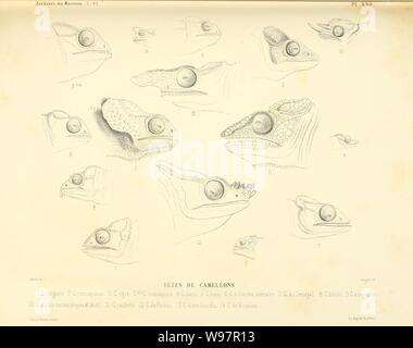 Descrizione rettili des nouveaux imparfaitement ou connus de la collection du Muséum d' histoire Naturelle et remarques sur la classificazione et les caractères des rettili (piastra XXII) Foto Stock