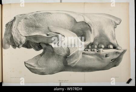 Descrizione dello scheletro di un gigantesco estinto Bradipo, Mylodon robustus, Owen, con osservazioni su ... Megatherioid quadrupedi in generale la piastra (II) Foto Stock