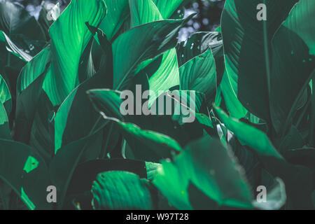 In prossimità di impianti di canna in una giornata di sole. Foto Stock