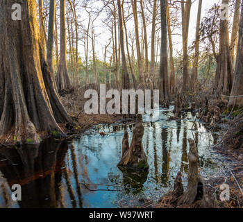 Cypress slough a Indian Lake, Silver Springs foresta, Forida Foto Stock