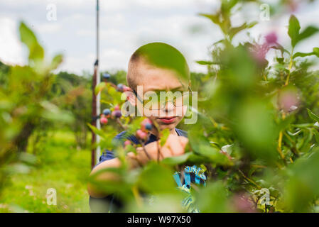 Un giovane ragazzo raccoglie i mirtilli a blueberry farm. Foto Stock