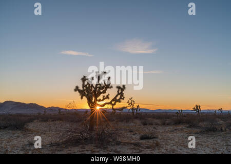 Tramonto dietro a Joshua Tree (Yucca brevifolia) all'a doppio spiovente Butte parco dello stato. Foto Stock