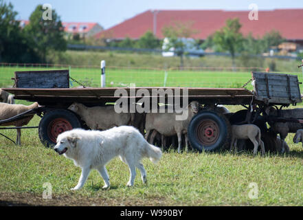 Monaco di Baviera, Germania. 06 Ago, 2019. Un cane da guardia va oltre un pascolo di ovini, pecore cercare riparo dal sole quando splende il sole su un pascolo all'ombra di un rimorchio. Cani da pastore sono usati per scongiurare vari pericoli del pascolo e vorrei difendere il gregge con la loro vita in una situazione di emergenza. Credito: Lino Mirgeler/dpa/Alamy Live News Foto Stock