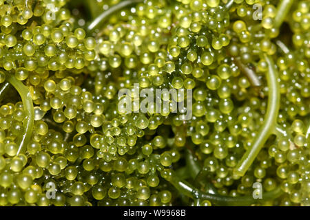 Le uve del mare / Verde caviale (Caulerpa lentillifera) un sano cibo alle alghe Foto Stock