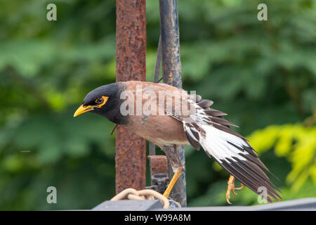 Myna comune o Myna indiano conosciuto anche come Mynah o Acridotheres tristis. Foto Stock