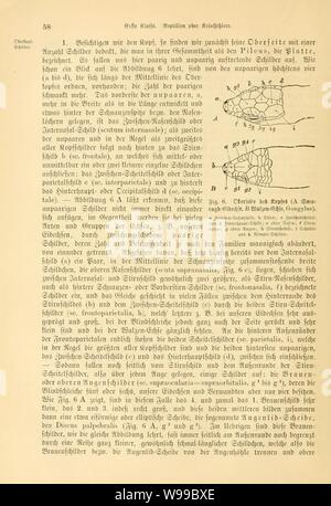 Deutschlands Amphibien und Reptilien (pagina 58, Fig. 6) Foto Stock