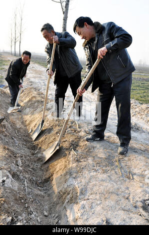 Gli agricoltori cinesi scavare un canale di irrigazione in una quasi essiccato fino a campo di grano durante la siccità in Zouping county, Binzhou city east Chinas Shandong Pr Foto Stock