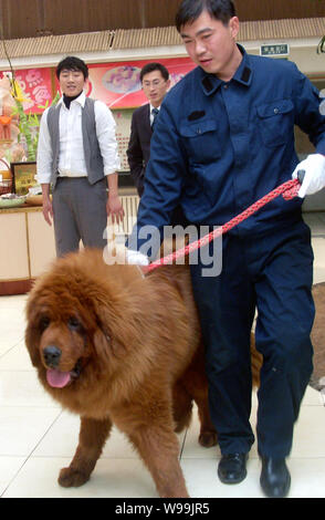 Un personale cinese cammina un 11-mese-vecchio rosso Tibetan Mastiff cucciolo denominato Hong Dong presso un parco ecologico a Qingdao City East Chinas Provincia di Shandong, Foto Stock
