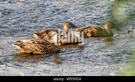 Germano reale Anas platyrhynchos O Seixo Mugardos Galizia Spagna Foto Stock