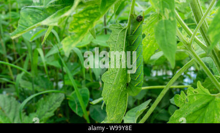 Caterpillar verde'Daphnis nerii' su foglie di albero di sesamo. Foto Stock