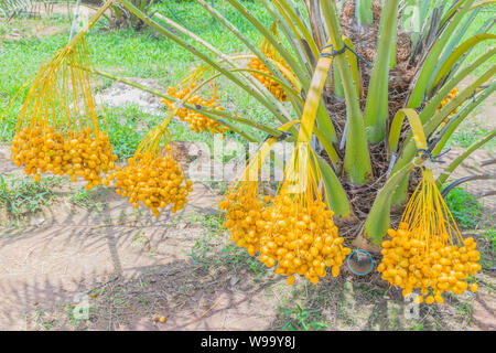 Data Palm, date, impianto di Palmaceae frutti nella pianta di giardino campo in Thailandia. Foto Stock