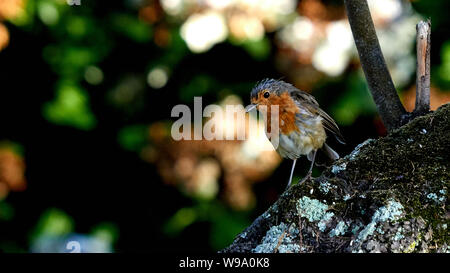 Unione Robin Erithacus Rubecula O Seixo Mugardos Galizia Spagna Foto Stock