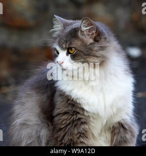 Il miele Eyed grigio e bianco capelli lunghi Cat O Seixo Mugardos Gailcia Spagna Foto Stock