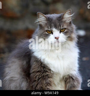 Il miele Eyed grigio e bianco capelli lunghi Cat O Seixo Mugardos Gailcia Spagna Foto Stock