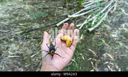 Rosso curculione palm su mano,mangiare tutti i tipi di alberi giovani. Foto Stock