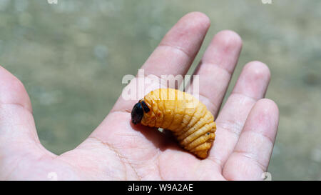 Rosso curculione palm su mano,mangiare tutti i tipi di alberi giovani. Foto Stock