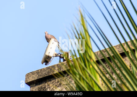 Una piccola colomba punteggiata (Spilopelia chinensis), una lunga coda di piccione Plump bird, seduta sul tetto di una casa. Close up. Foto Stock