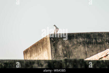 Un piccolo neve a fiocco bianco e nero piume maculato Piccioni (Columba livia domestica) un paffuto bird, seduta sul tetto di una casa. Close up. Foto Stock