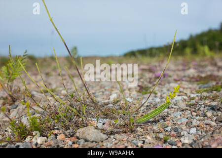 Hummingbird hawk-moth caterpillar nel suo habitat naturale Foto Stock