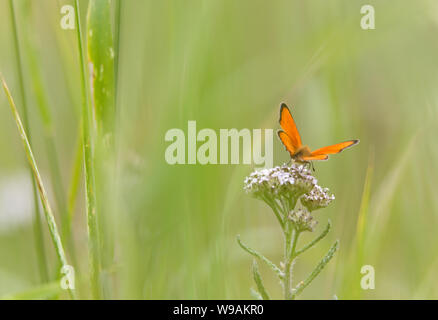 Bella scarse di rame (Lycaena virgaureae) farfalla posata su achillea fiore Foto Stock