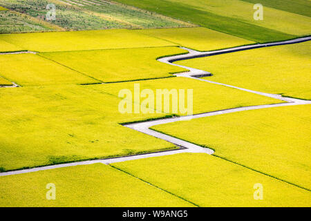 Campo di riso di Lotus valley in Waipu, Taichung, Taiwan Foto Stock