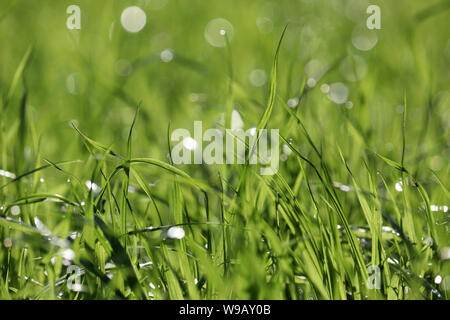 Erba verde con gocce d'acqua in presenza di luce solare, fuoco selettivo. Estate Natura sfondo, la rugiada sul prato soleggiato Foto Stock