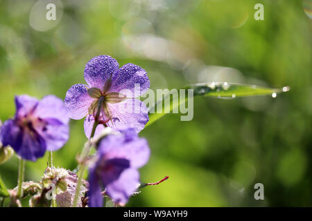 La rugiada su un fiore, Geranium pratense fiorisce su un prato estivo, macro shot in presenza di luce solare. Pianta medicinale sul verde sfondo sfocato, gocce d'acqua su blu Foto Stock