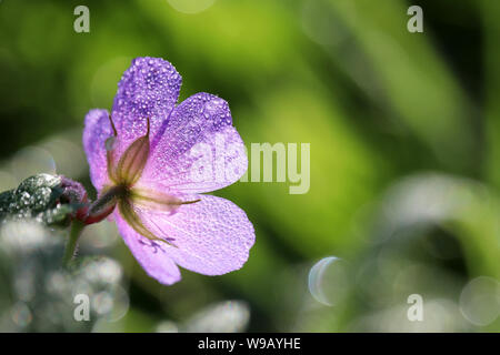 La rugiada su un fiore, Geranium pratense fiorisce su un prato estivo, macro shot in presenza di luce solare. Pianta medicinale su sfondo verde, gocce d'acqua sui petali di colore blu Foto Stock