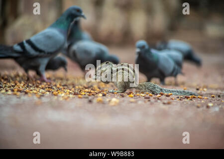 Scoiattoli piccioni e mangiare insieme a Jaipur Foto Stock