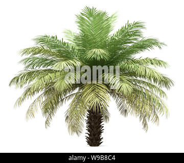 Data la struttura Palm Tree isolati su sfondo bianco. 3d illustrazione Foto Stock