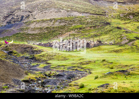 Mazzetto di alpaca a La Cumbre pass altitudine 4700 m , sulla strada di morte in Bolivia. Foto Stock