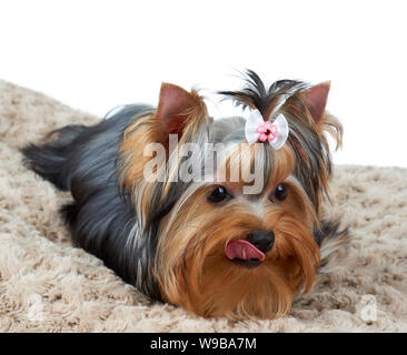 Leccare Yorkshire Terrier si trova su marrone del cane Foto Stock