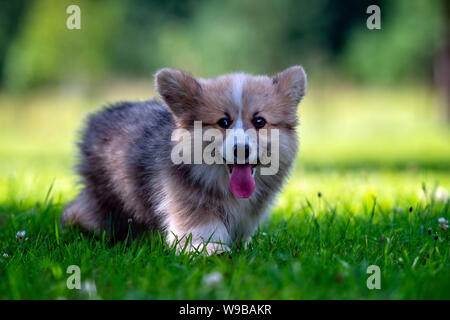 Red Dog welsh corgi pembroke puppy in esecuzione in erba verde. Foto Stock