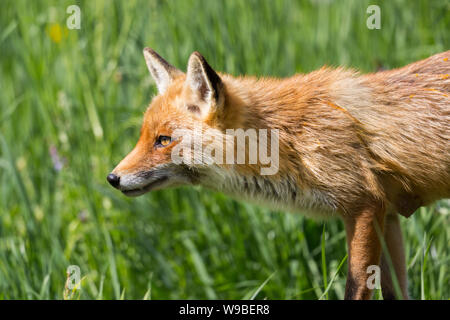 Chiudi vista laterale rosso volpe (vulpes vulpes) camminando attraverso l'erba verde Foto Stock