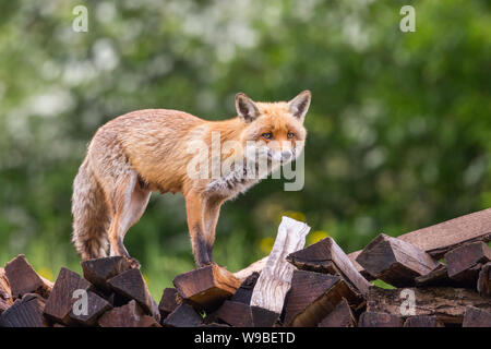 Uno naturale femmina rosso volpe (vulpes vulpes) in piedi su bastoni di legno Foto Stock