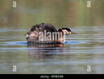 Svasso Red-con il collo (Podiceps grisegena), il Delta del Danubio, Romania Foto Stock