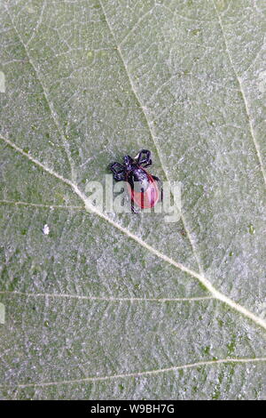--File-- Il file foto scattata il 19 giugno 2008 in maggiore Khingan montagna zona del nord Chinas Mongolia Interna Regione Autonoma mostra un Ixodes scap Foto Stock