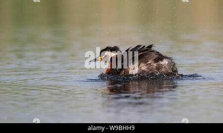 Svasso Red-con il collo (Podiceps grisegena), il Delta del Danubio, Romania Foto Stock