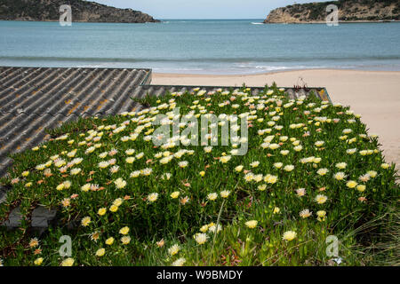 Hottentot Fig: Carpobrotus edulis pianta invasiva dal Sud Africa. Il Portogallo. Foto Stock