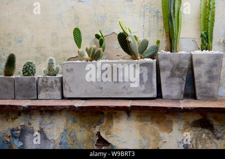 Alcuni cactus nel cemento grigio pentole su un vecchio muro Foto Stock